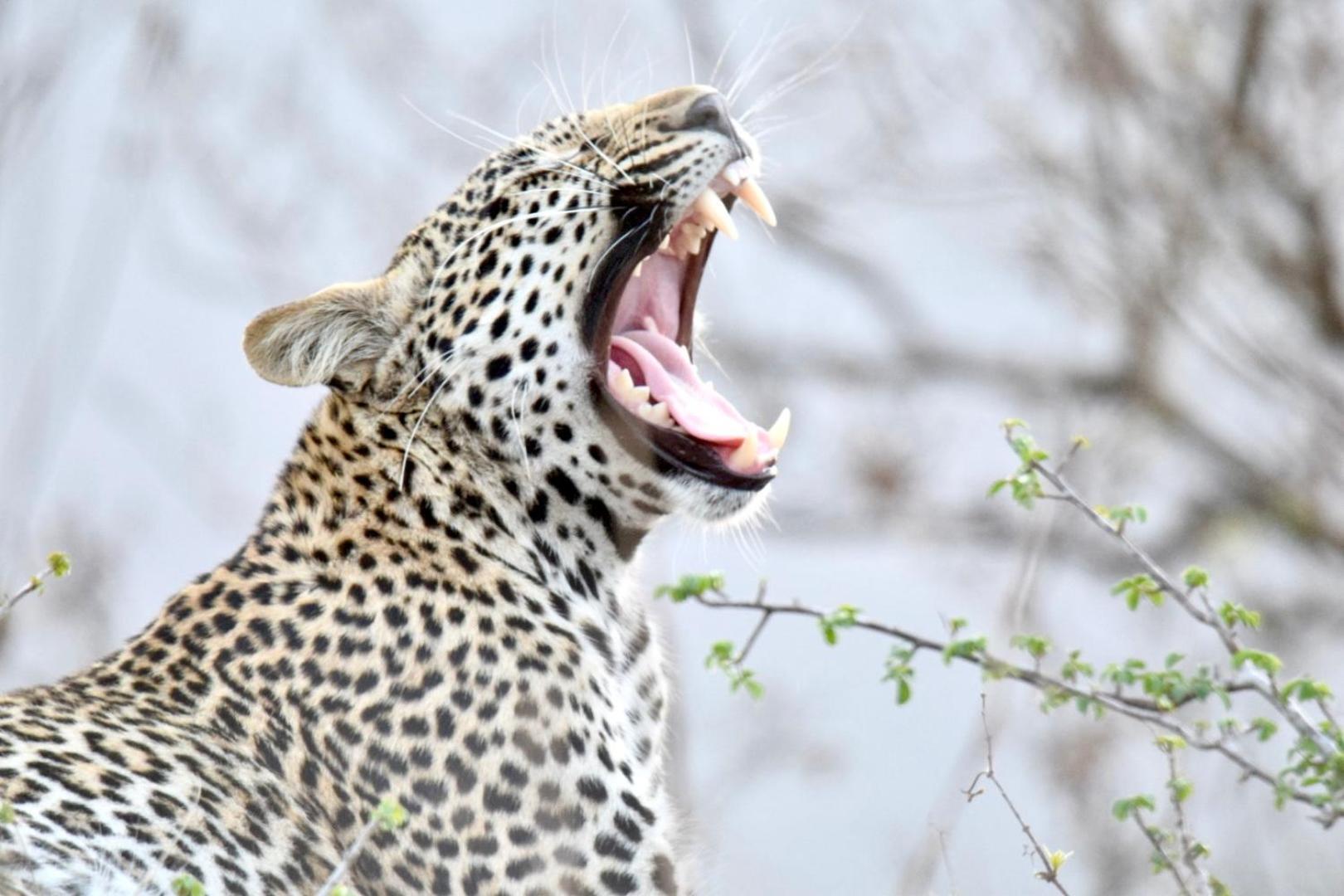 Chobe House Villa And Chalets Касане Екстер'єр фото